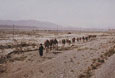 AFGHANISTAN-Kameltransport-durch-die-Wueste