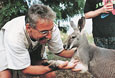 AUSTRALIA-in-the-land-of-kangaroos